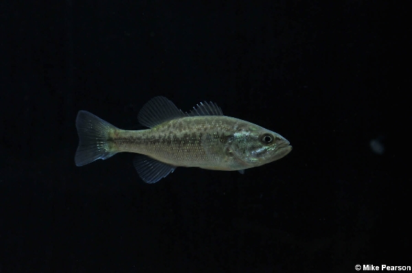 Photo of Micropterus salmoides by Mike Pearson